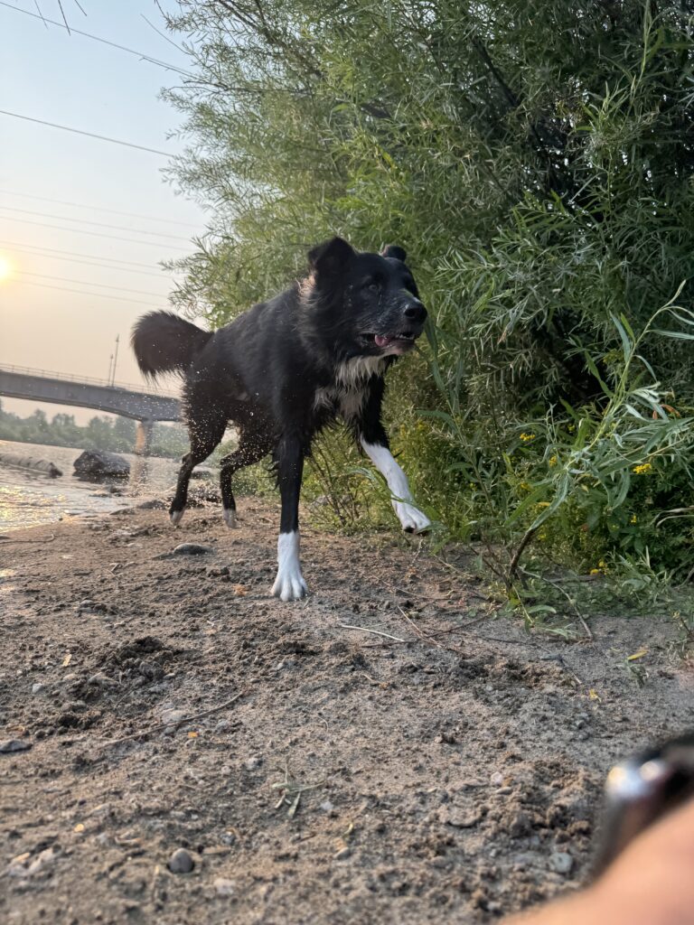 My dog - Senko, next to the Clark Fork River in downtown Missoula