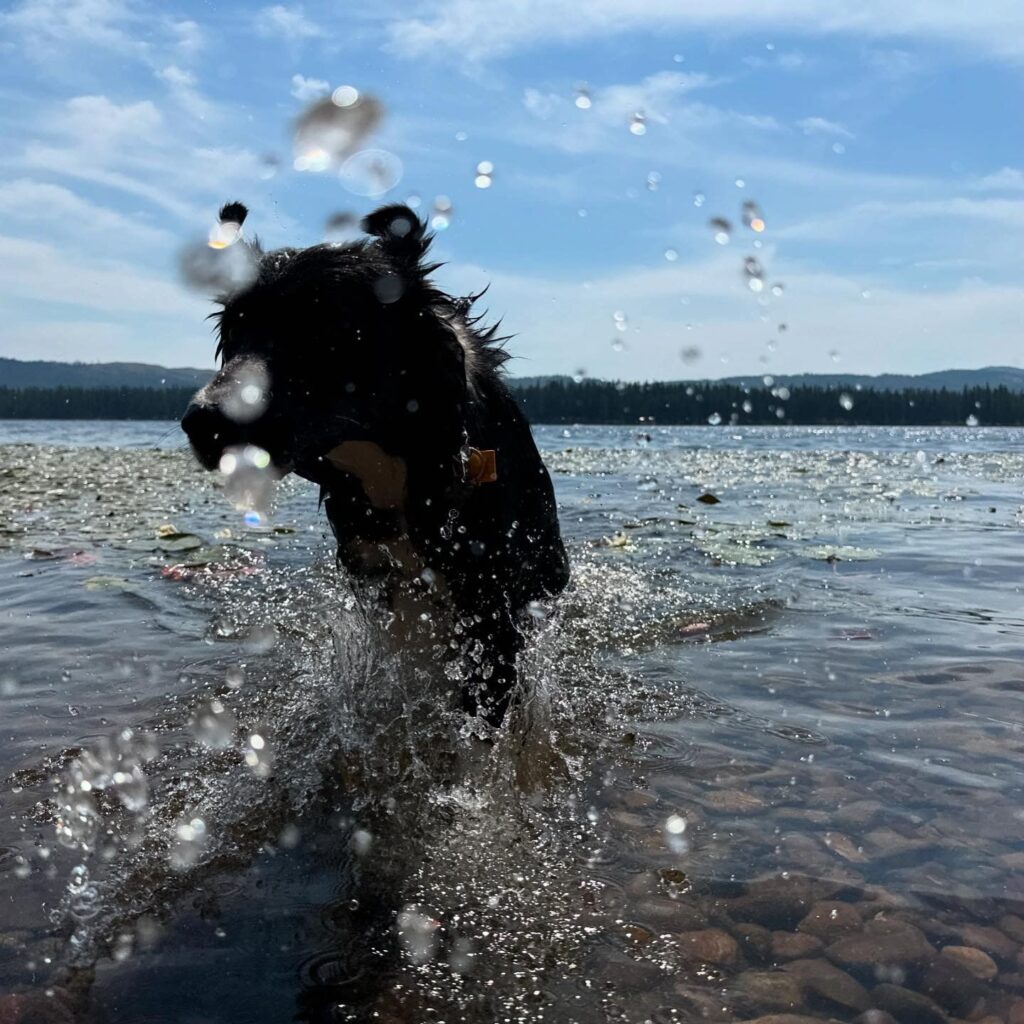 My dog, Senko, cuz pets sell, in a Montana lake