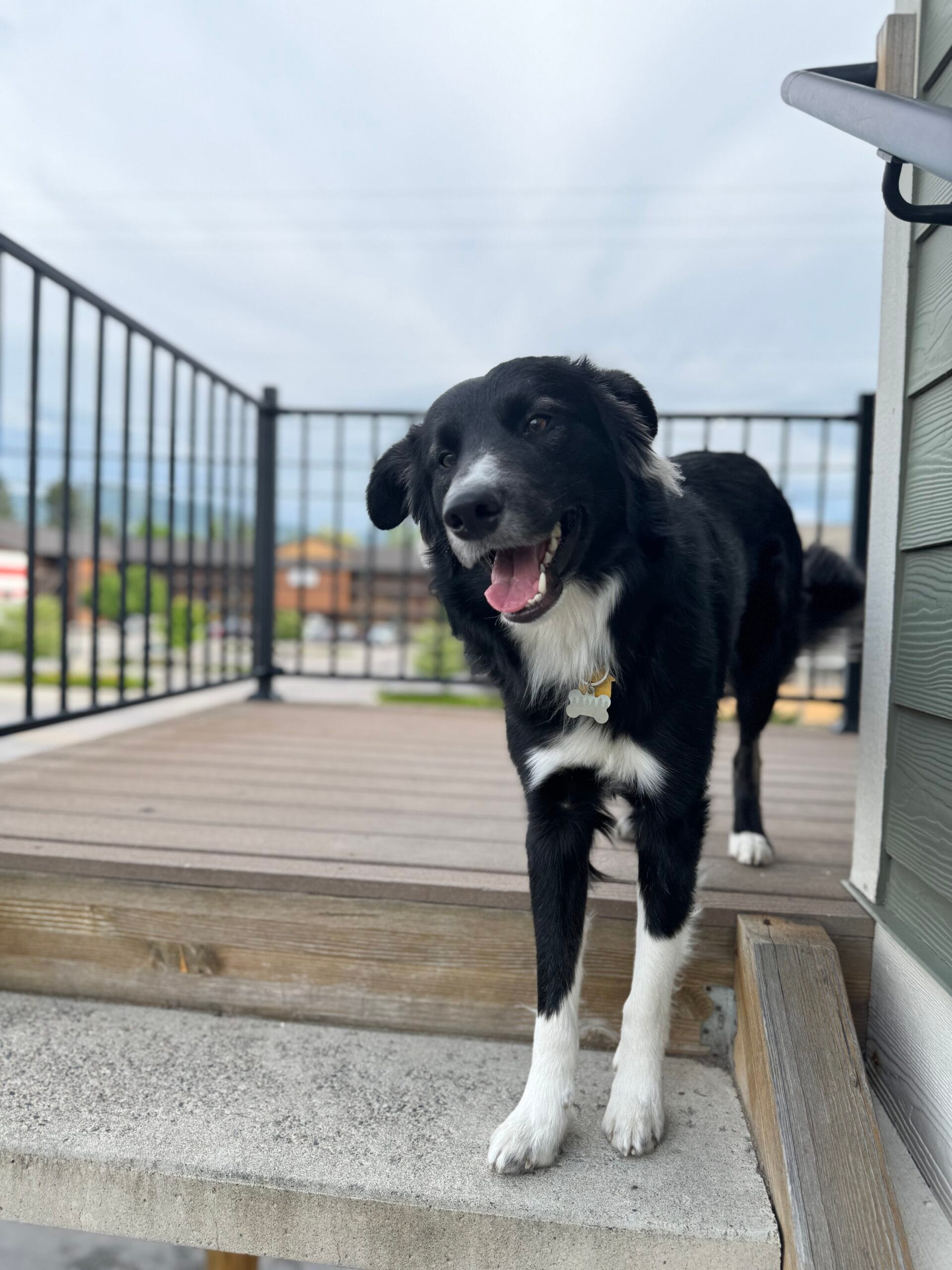 Senko, dog, on stairs in Missoula