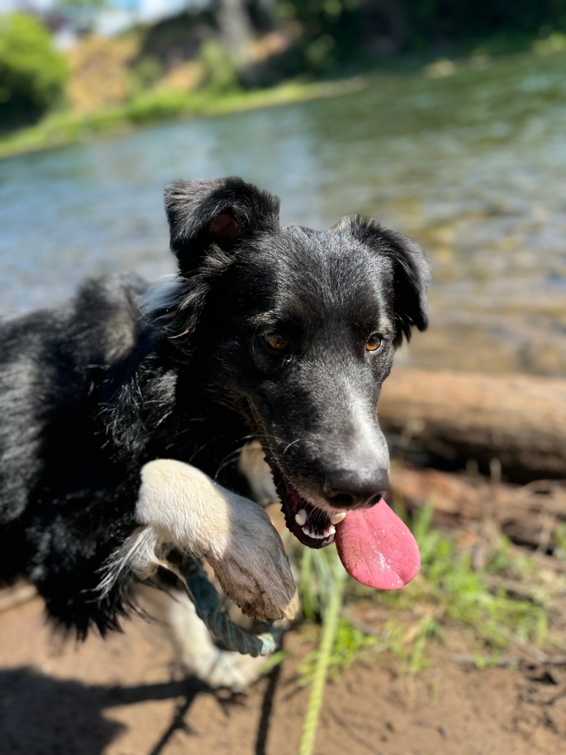 Senko, dog, at Seeley Lake in Montana