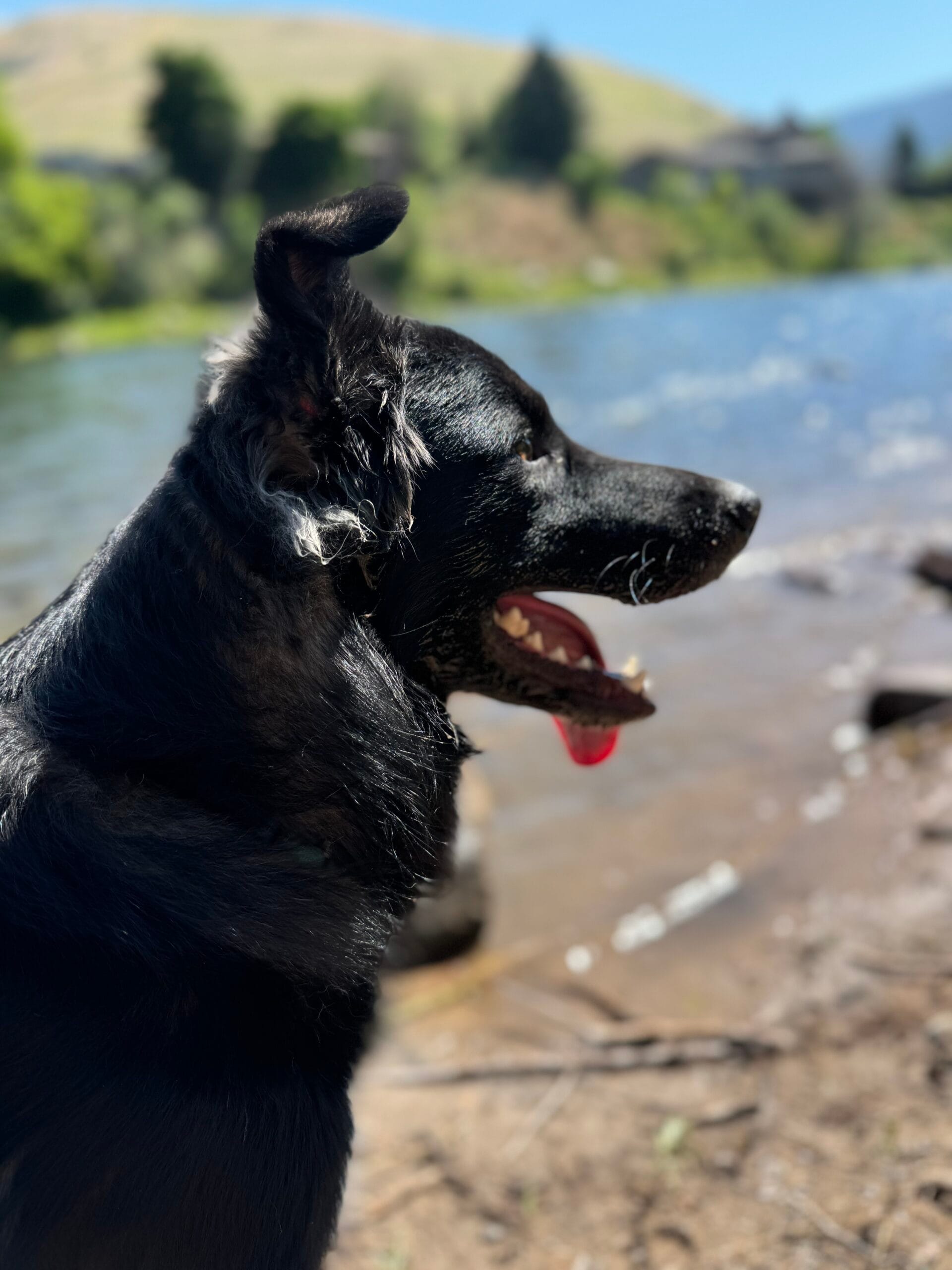 Senko, dog, at Seeley Lake in Montana