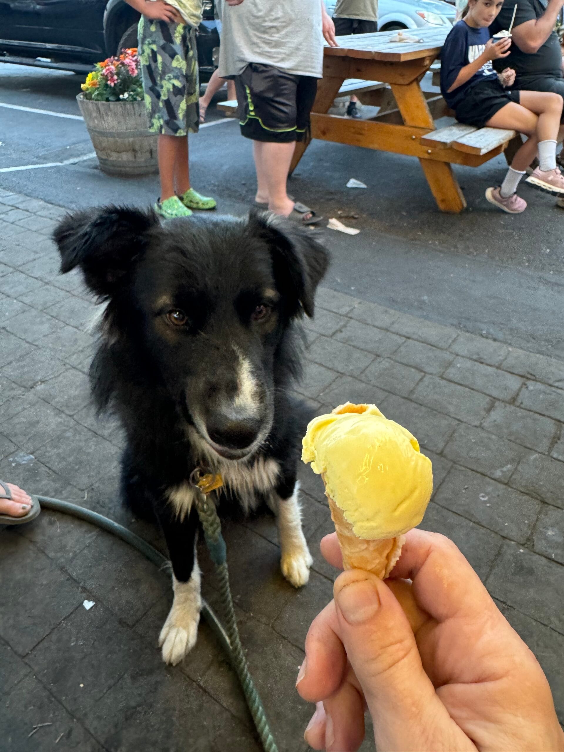 Senko, dog, unsure about ice cream at Big Dipper in  Hip Strip, Missoula, MT