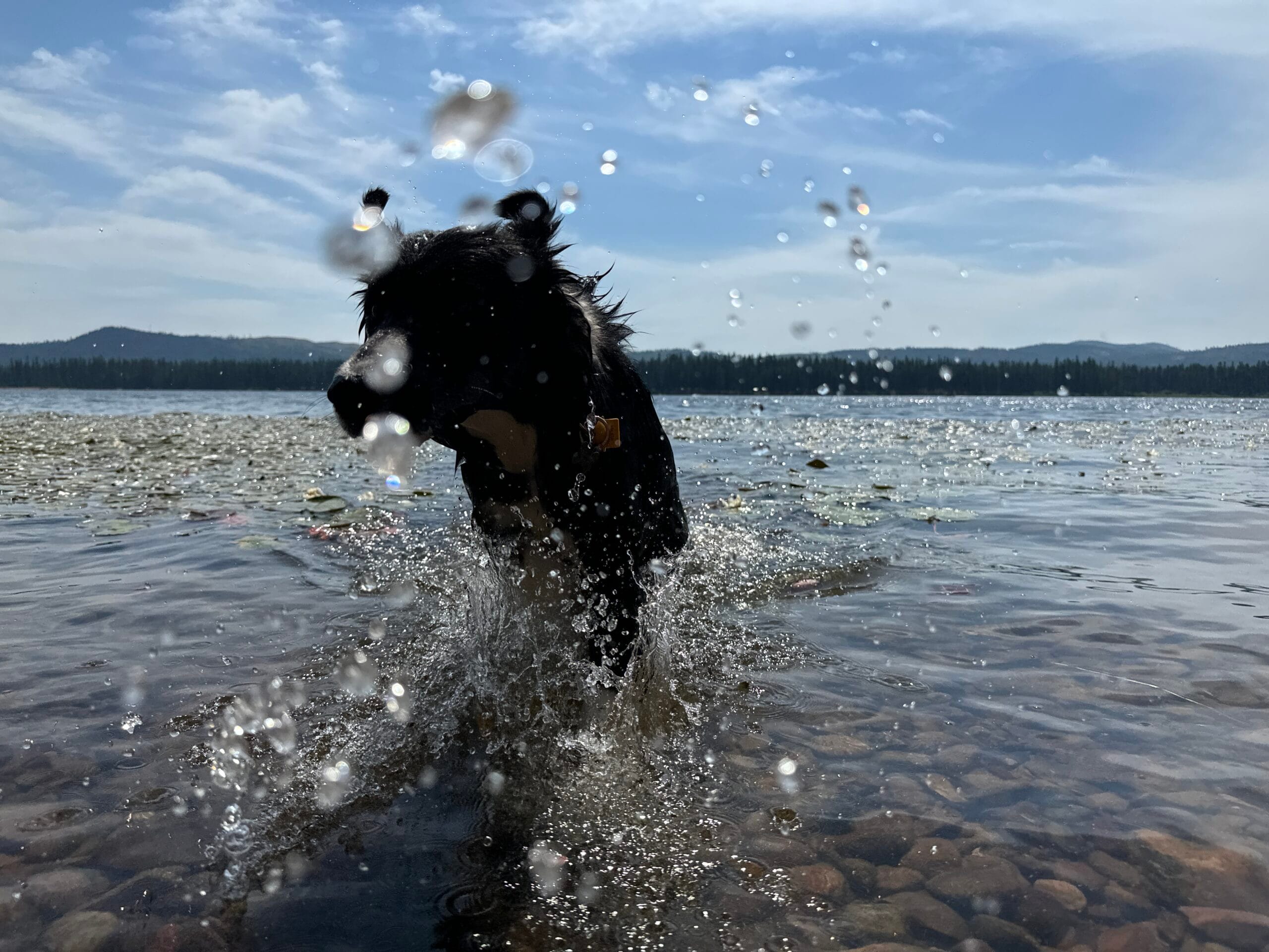 Senko, dog, at Seeley Lake in Montana