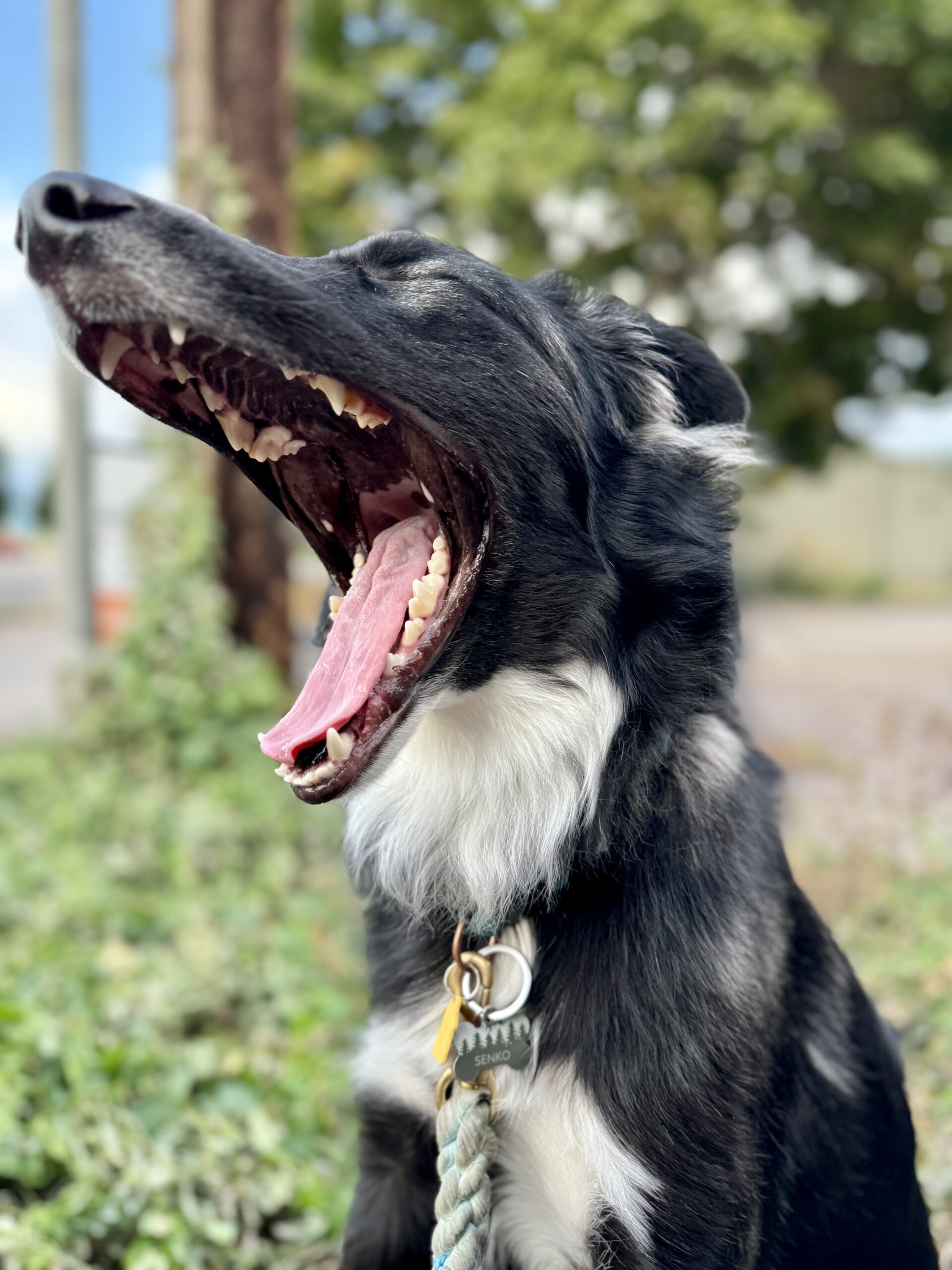 Senko - Paule's dog and Stima M&D's office assistant